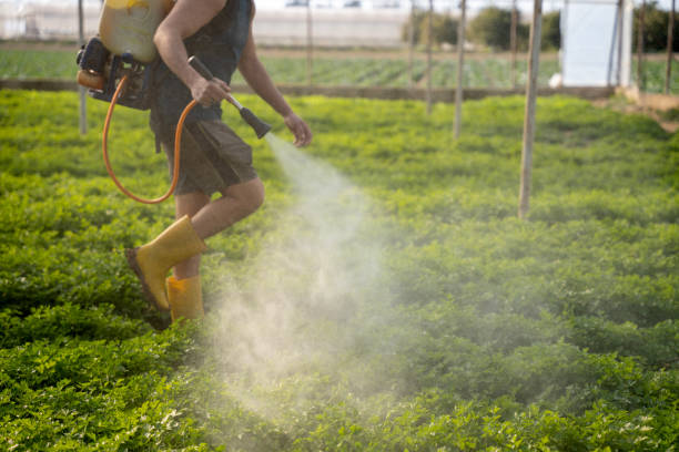 Best Local Pest Control Services  in Boutte, LA