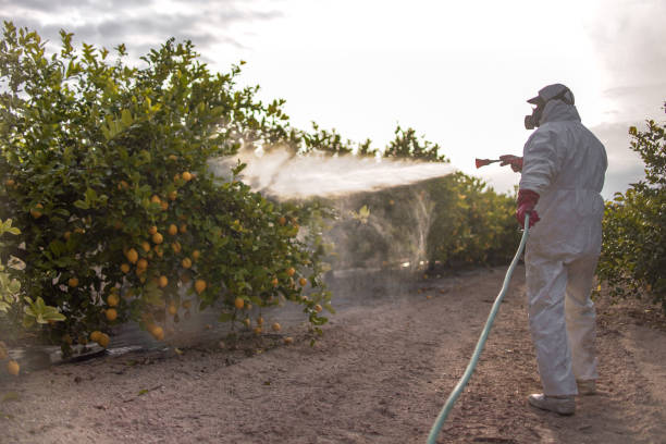 Best Emergency Pest Control  in Boutte, LA