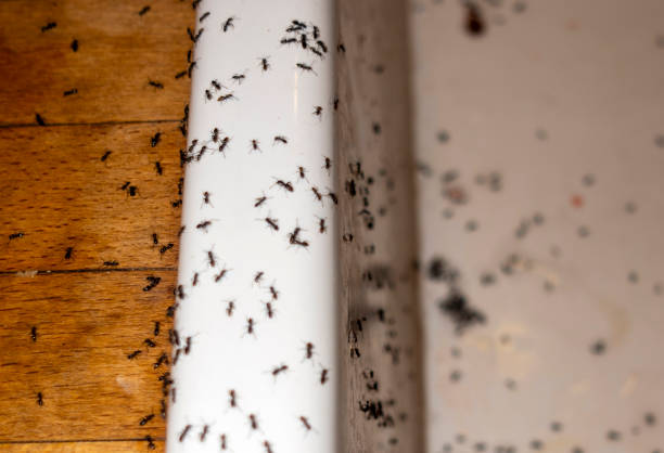 Best Emergency Pest Control  in Boutte, LA