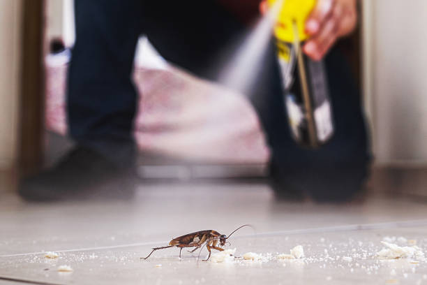 Spider Control Near Me in Boutte, LA